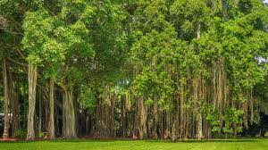 Green Future Tree Drive
